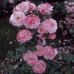 'Sexy Rexy' Floribunda Rose 6 'Sexy Rexy' Floribunda Rose -Arbor Sapling Sales vima05159 sexy rexy