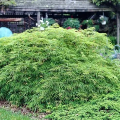 Green Weeping Japanese Maple Tree | Acer Palmatum 'Dissectum Viride' -Arbor Sapling Sales viride 3