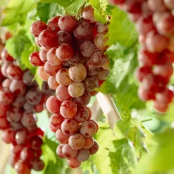 'Crimson Seedless' Grape Vine
