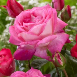 'Patio Hit Dafne' Patio Shrub Rose 8 'Patio Hit Dafne' Patio Shrub Rose -Arbor Sapling Sales visi116548 dafne