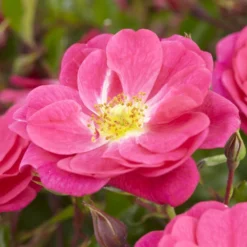 'A Rose For Heather' Climbing Rose