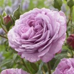 'Lavender Ice' Patio Shrub Rose 6 'Lavender Ice' Patio Shrub Rose -Arbor Sapling Sales visi150187 lavender ice