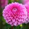 Dahlia Sandra