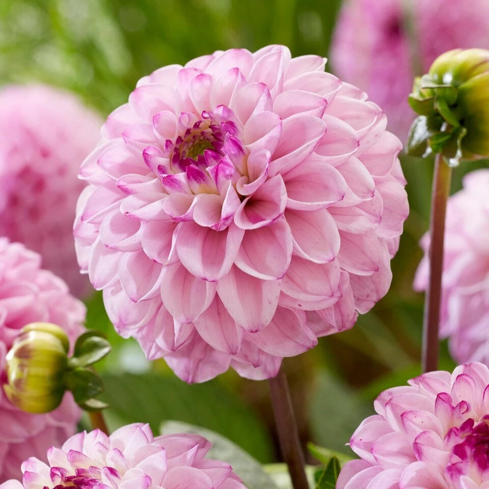 Dahlia 'Genova' 1 Dahlia 'Genova'