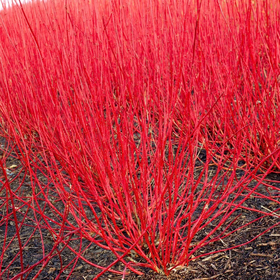 Best Value Cornus Collection | Winter Hedging 2 Best Value Cornus Collection | Winter Hedging - Image 2