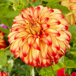 Dahlia Lady Darlene