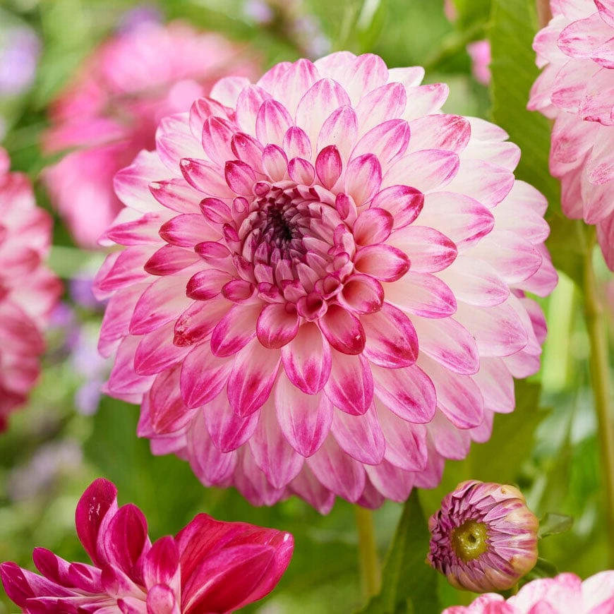 Dahlia Caproz Pizzazz 1 Dahlia Caproz Pizzazz