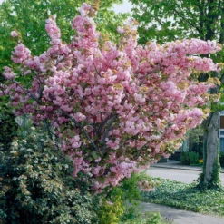 Japanese Cherry Blossom Tree | Prunus Serrulata 'Kanzan'