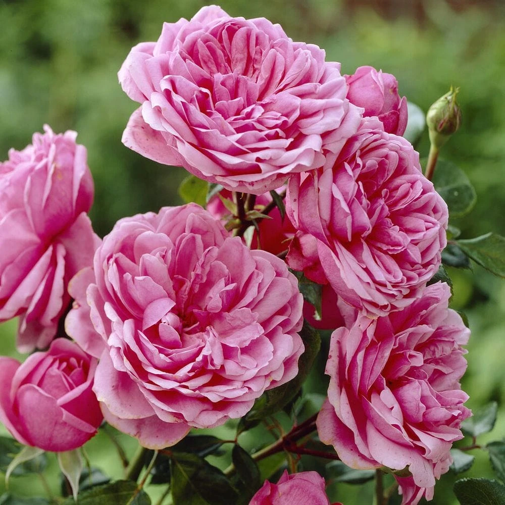'Soul' Shrub Rose 1 'Soul' Shrub Rose