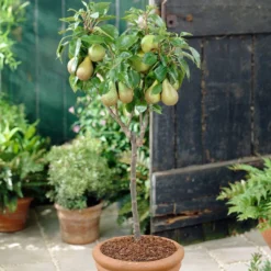 Award Winning Patio Fruit Tree Collection | Cherry, Pear & Plum | Growers' Choice -Arbor Sapling Sales visi28811