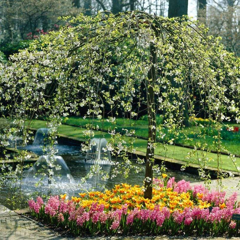 'Sun Rival' Crabapple Tree 1 'Sun Rival' Crabapple Tree