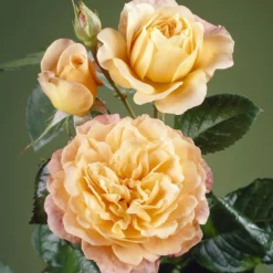 'Perfect Harmony' Hybrid Tea Rose -Arbor Sapling Sales visi35443 perfect harmony