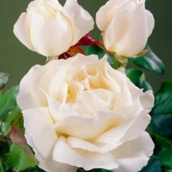 'Patio Hit Georgia' Patio Shrub Rose -Arbor Sapling Sales visi35488 georgia