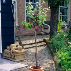 Award Winning Patio Fruit Tree Collection | Cherry, Pear & Plum | Growers' Choice -Arbor Sapling Sales visi35980 victoria
