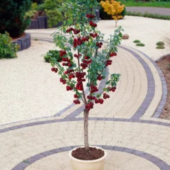 Award Winning Patio Fruit Tree Collection | Cherry, Pear & Plum | Growers' Choice -Arbor Sapling Sales visi35989