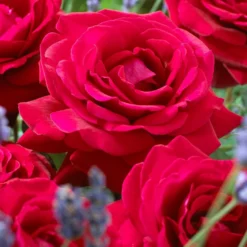 'Parade Karla' Patio Shrub Rose 10 'Parade Karla' Patio Shrub Rose -Arbor Sapling Sales visi36032 karla