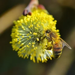 Best Mixed Native Wildlife Hedging | Growers' Choice 15 Best Mixed Native Wildlife Hedging | Growers' Choice -Arbor Sapling Sales willow tortousa
