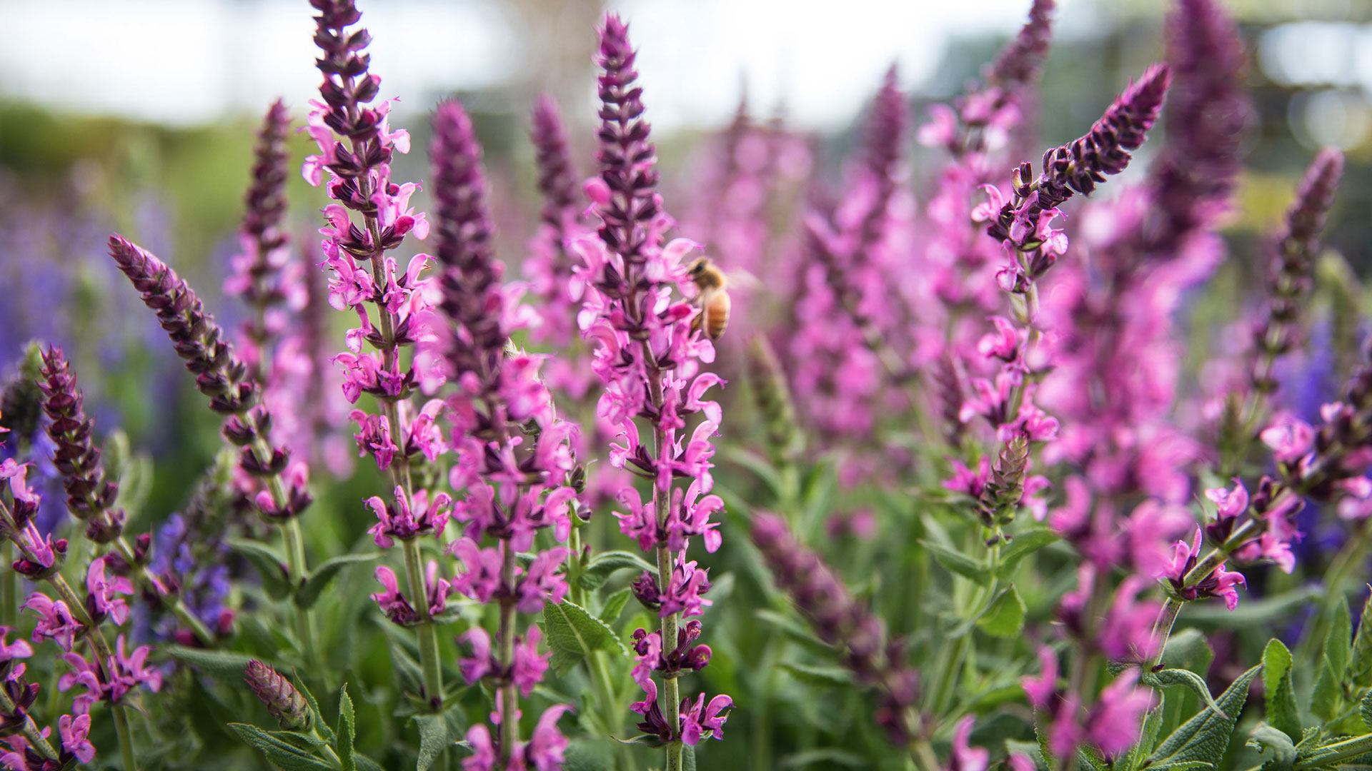 Arbor Sapling Sales -Arbor Sapling Sales 4