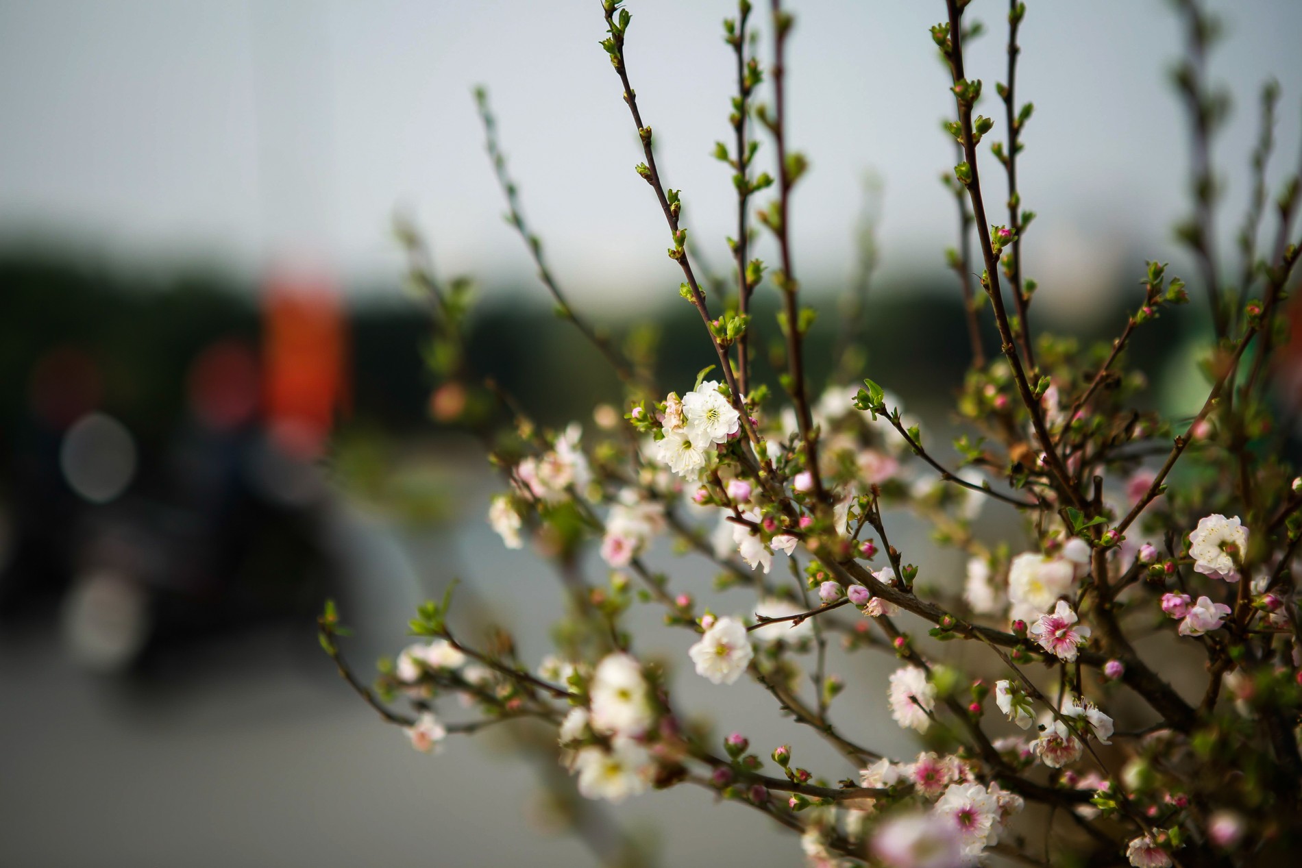 Arbor Sapling Sales -Arbor Sapling Sales nhat chi mai7